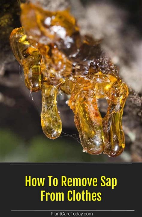 getting sap out of clothes