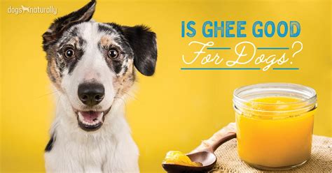 Ghee Safe For Dogs