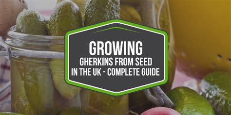 Gherkins Growing Guide