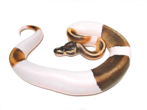 Ghi Pied Ball Python For Sale
