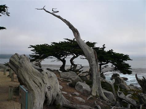 17 Mile Drive Ghost Tree Any Tots