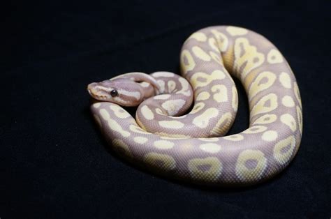 ghost ball python morph