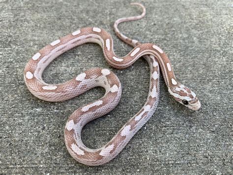 ghost motley corn snake