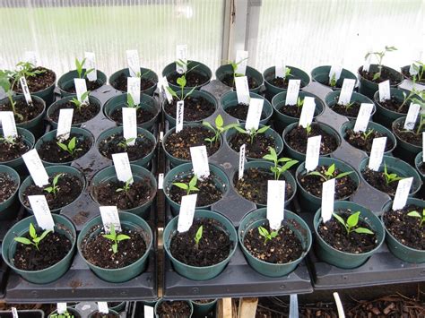 Ghost Pepper Germination Time