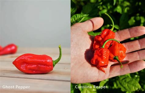 Ghost Pepper Vs Reaper