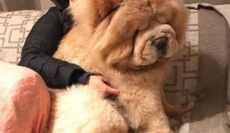 16 Dogs That Look Like Real Life Giant Teddy Bears - CoolerPress
