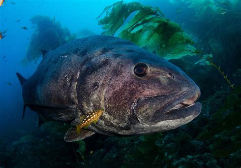 Giant sea bass