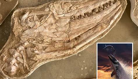 150-million-year-old sea-monster fossil found in Poland