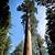 giant sequoia utah