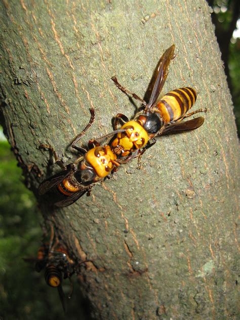 giant asian hornets