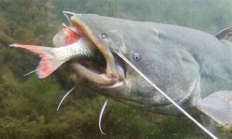 Giant Catfish Diet