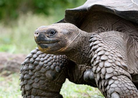 giant galapagos turtle