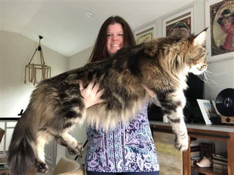 giant maine coon cat