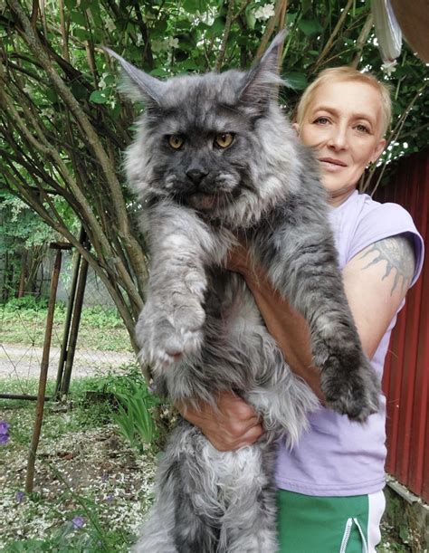 giant maine coon cats for sale