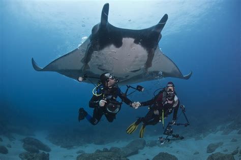 giant manta ray interesting facts and threats