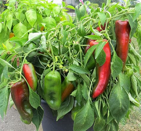 giant marconi pepper plants