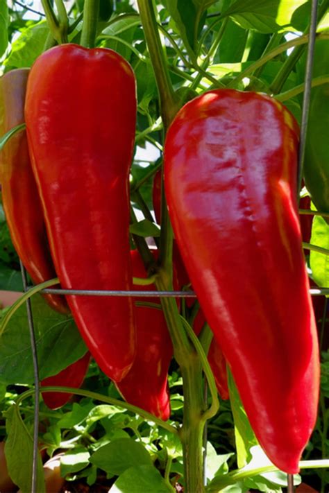giant marconi pepper seeds