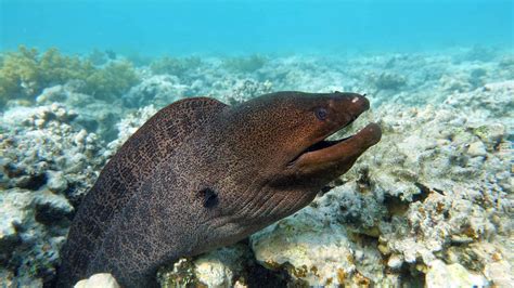 giant moray eel facts