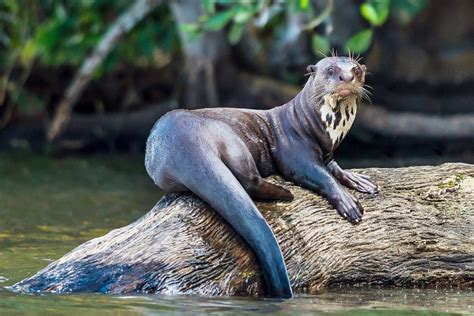 Giant Otter in the water