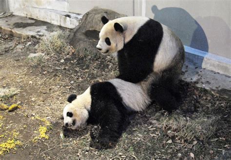 giant pandas mating behavior
