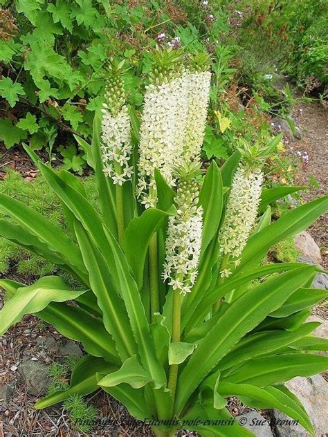 Giant Pineapple Lily