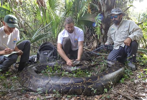 giant python found in florida