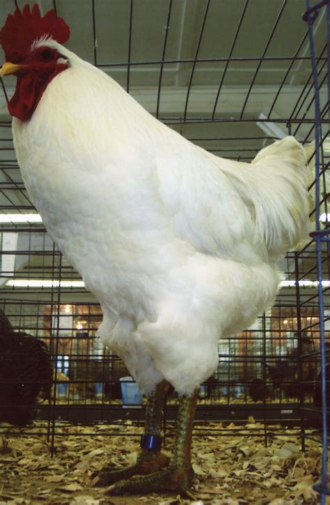 giant rooster for sale