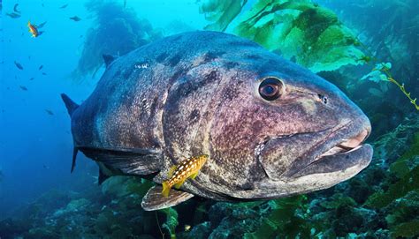 giant sea bass fish