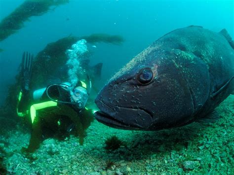 giant sea bass size