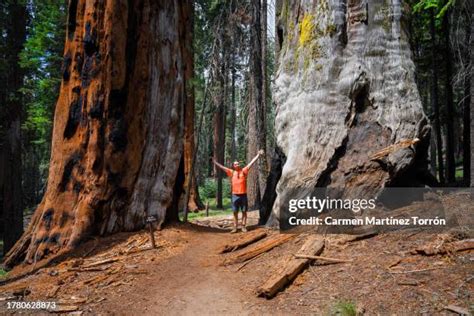 giant sequoia pillars