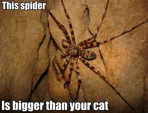 Giant Spider Meme