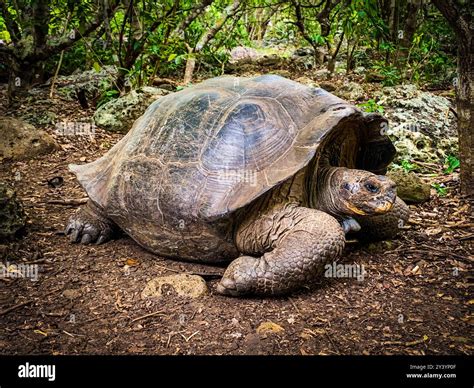 giant tortoises