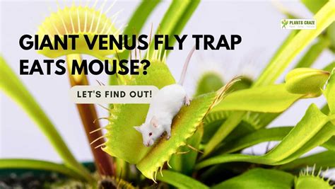 Giant Venus Fly Trap Eats Mouse