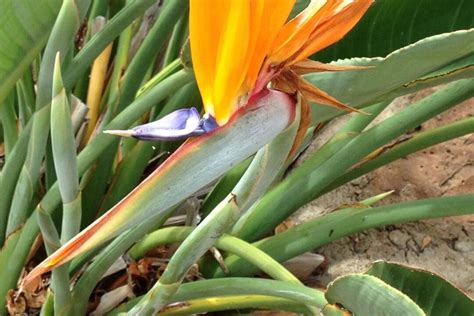 All my giant birds of paradise are beginning to grow leaves that are all rotting or deformed