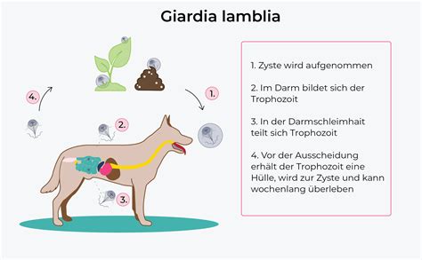 Giardien beim Hund (Stinkender Durchfall♨️) Symptome, Auswirkungen und