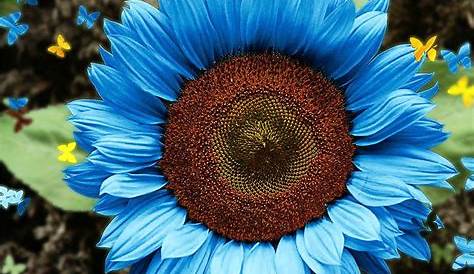 Nahaufnahme Der Sonneblume Gegen Einen Blauen Himmel Stockbild - Bild