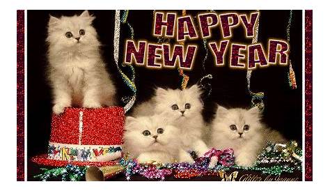 Happy New Year Cat Pictures, Photos, and Images for Facebook, Tumblr