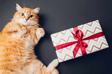 gift a cat