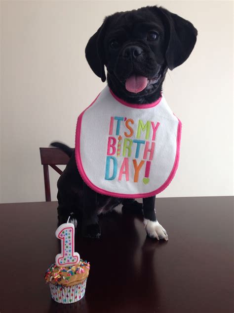 gift for dogs first birthday