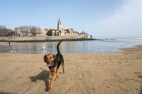 Fotos Los perros vuelven a la playa de San Lorenzo El Comercio