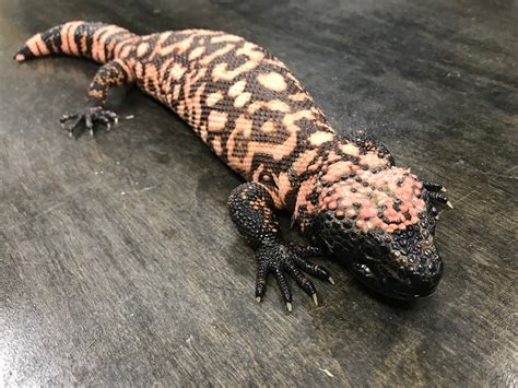 Gila Monster For Sale In California