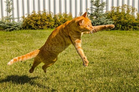 Ginger Cat Jumping