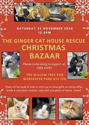 Ginger Cat Rescue Epsom