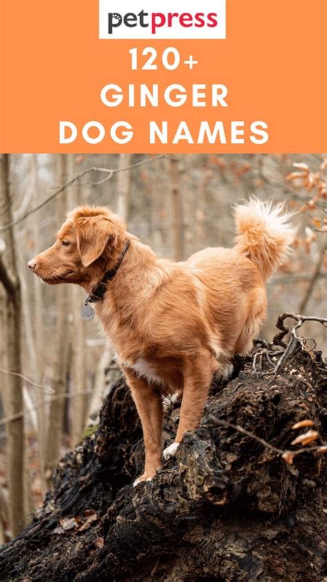 Ginger Dog Names