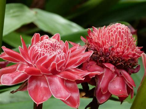 Ginger Flower Philippines