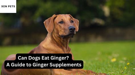 Image of a glass of ginger tea
