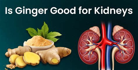 Ginger Good For Your Kidneys