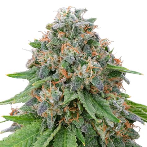 Ginger Jam Strain