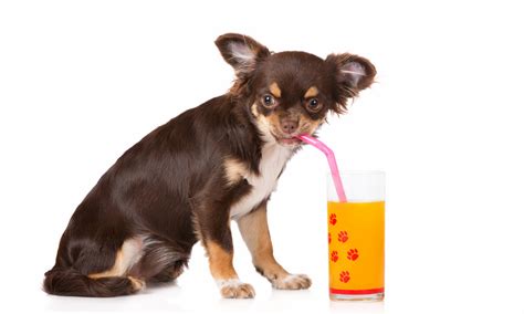 Ginger Juice Dog