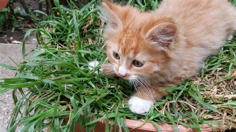 Ginger Kitten Perth